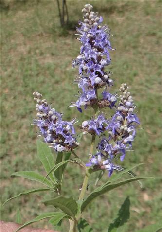 Vitex agnus-castus